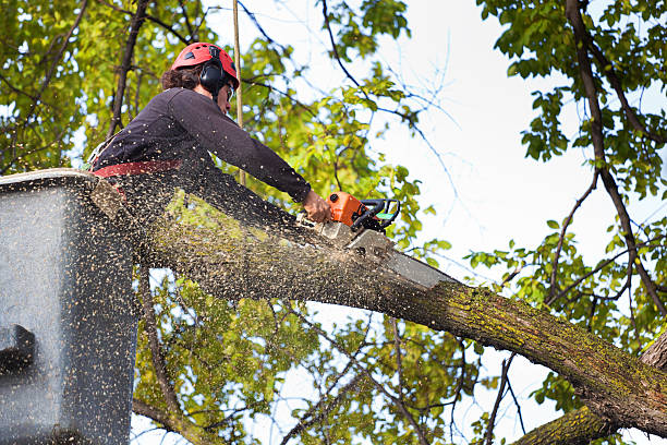 Lawn Pest Prevention in Wheat Ridge, CO