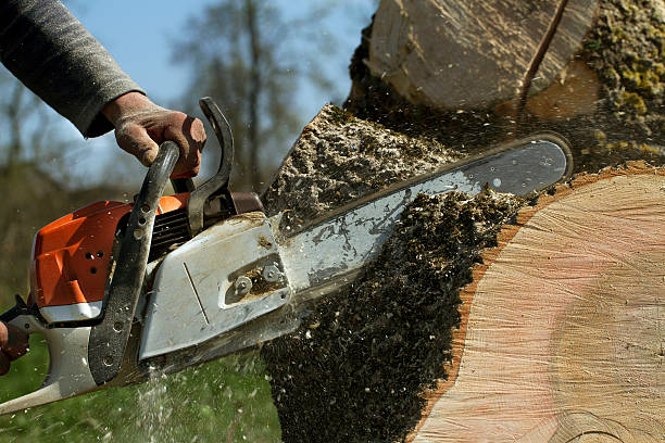 Professional Tree Care Services in Wheat Ridge, CO